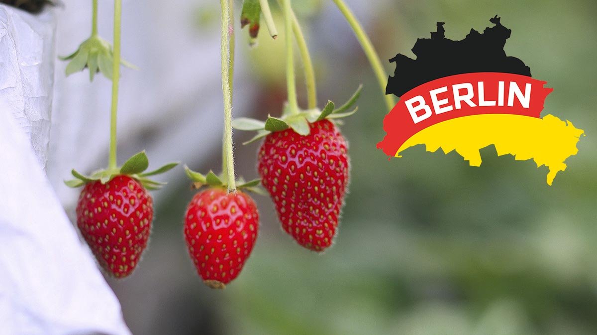 Ягідні поля в Берліні де можна збирати полуницю самому