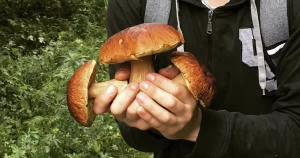 Белые грибы из немецкого леса