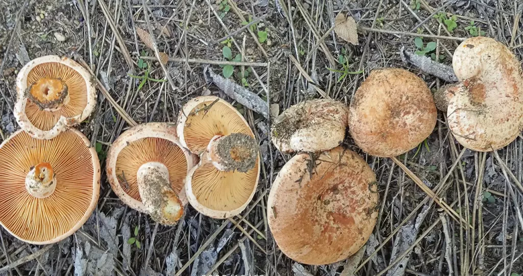 рыжие грибы в Германии