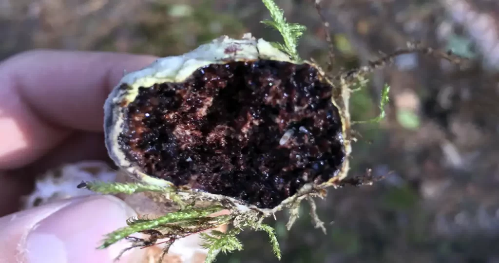 трюфель, найденный в лесу в Германии